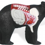 Anatomy Bear